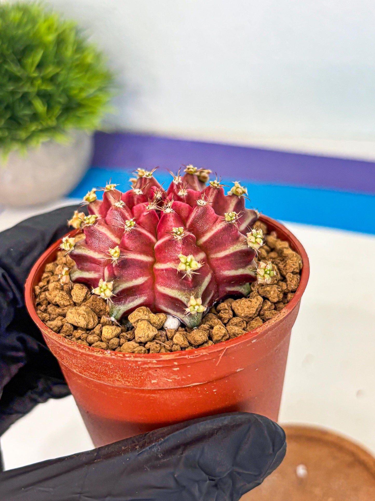 Gymnocalycium Beloved (gy8) (r2) | Variegated cactus