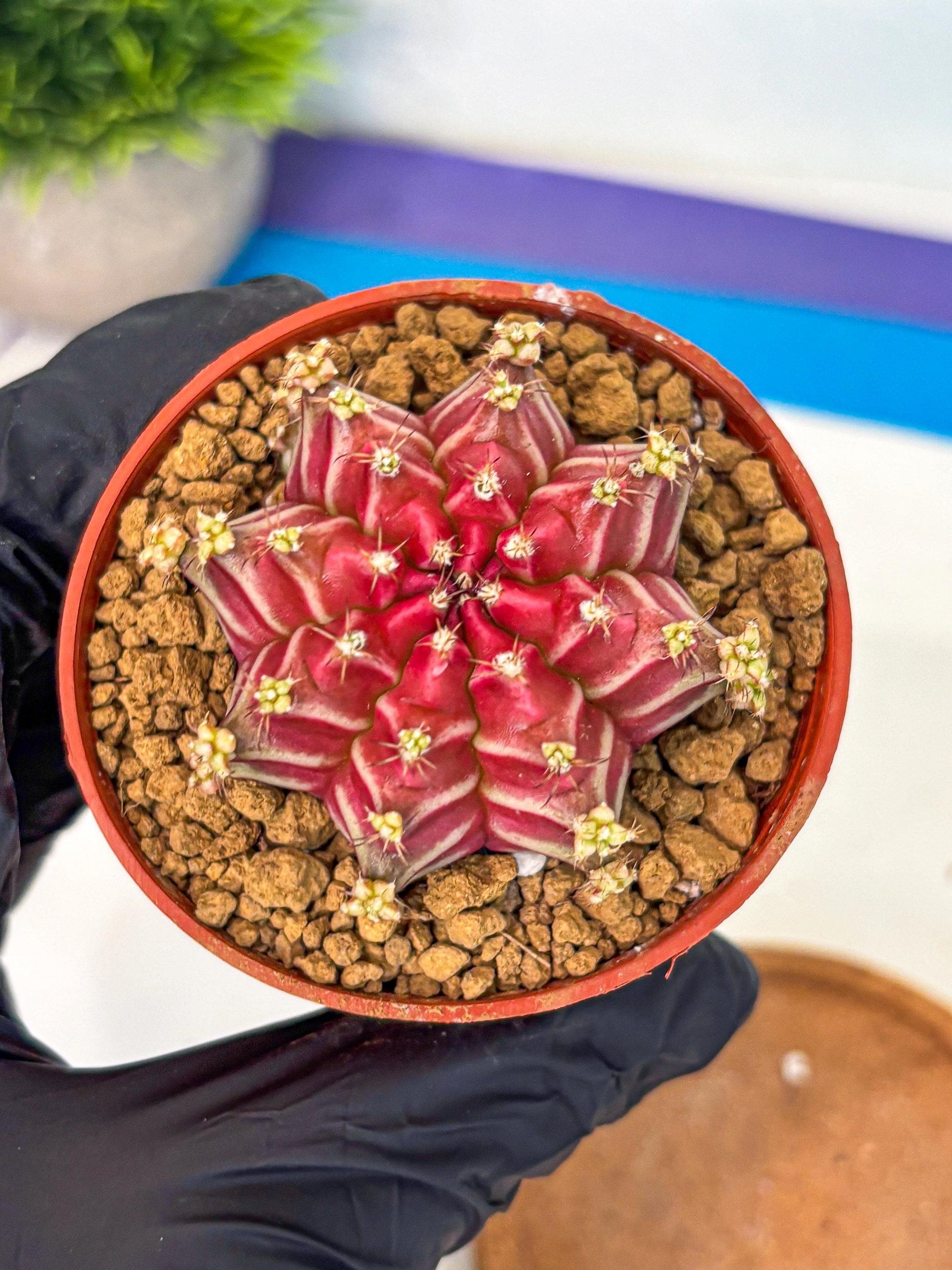 Gymnocalycium Beloved (gy8) (r2) | Variegated cactus