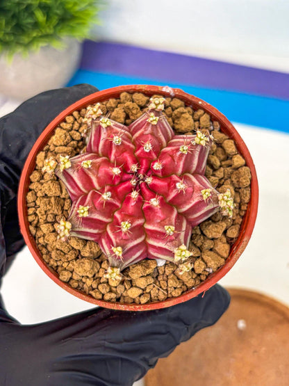 Gymnocalycium Beloved (gy8) (r2) | Variegated cactus
