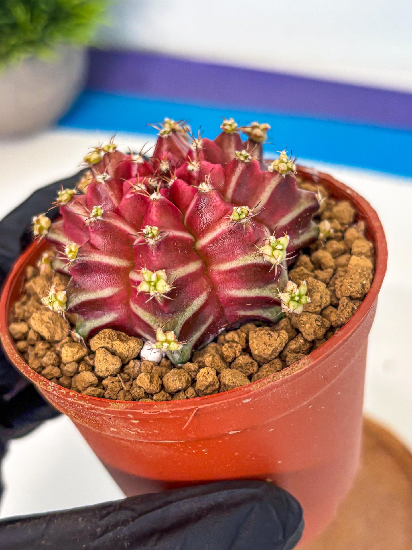 Gymnocalycium Beloved (gy8) (r2) | Variegated cactus
