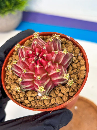 Gymnocalycium Beloved (gy8) (r2) | Variegated cactus
