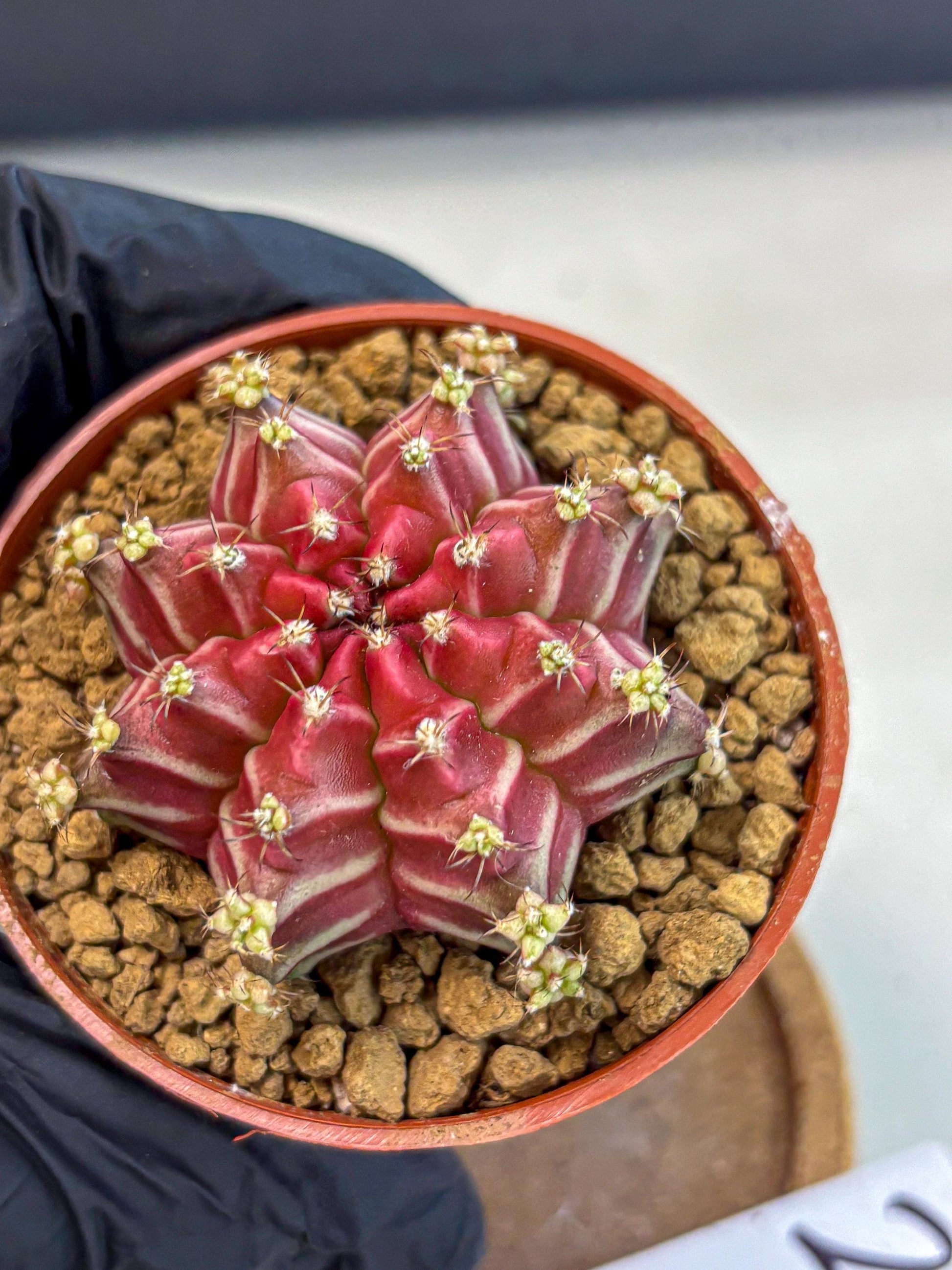 Gymnocalycium Beloved (gy8) (r2) | Variegated cactus