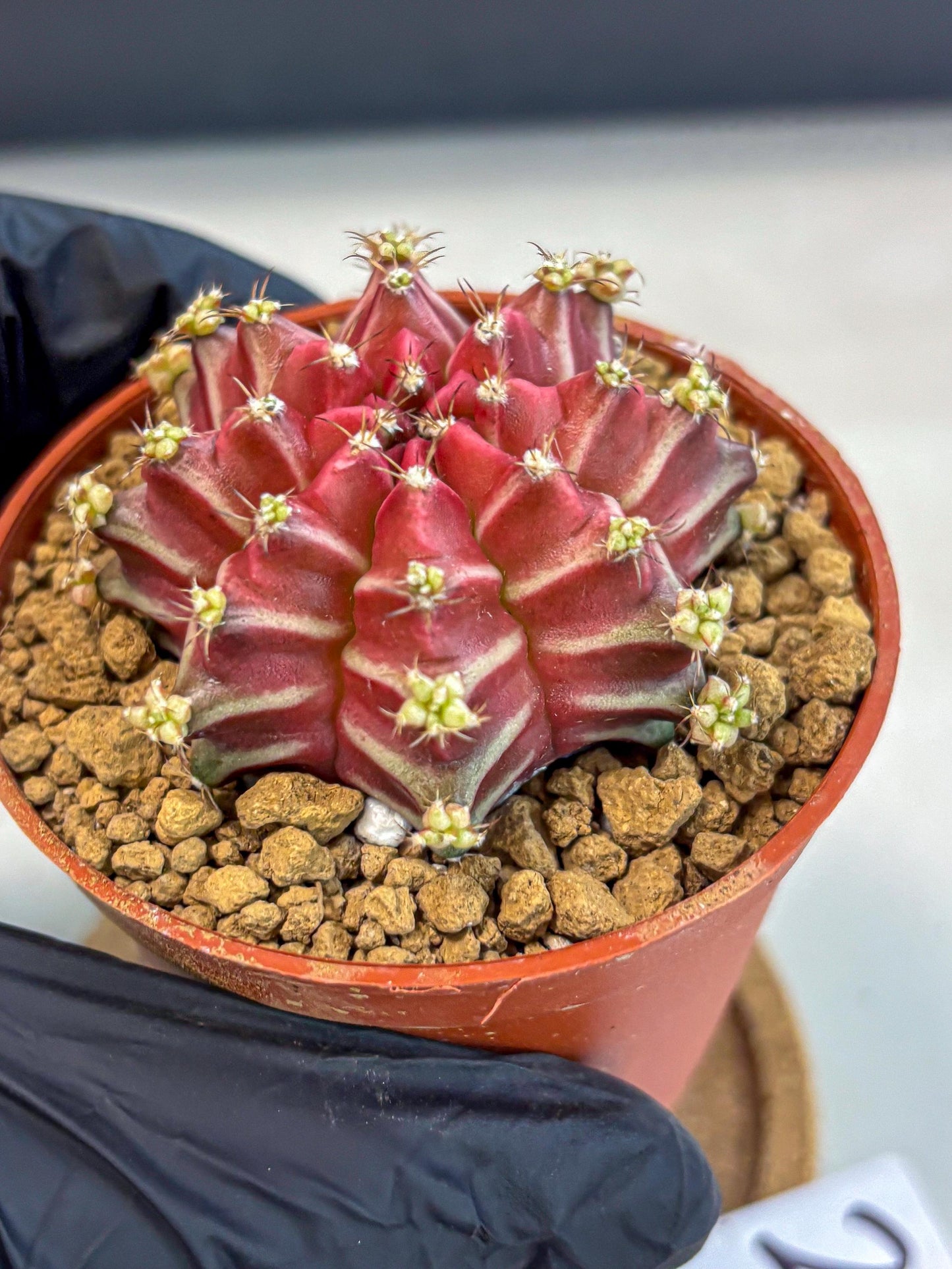 Gymnocalycium Beloved (gy8) (r2) | Variegated cactus