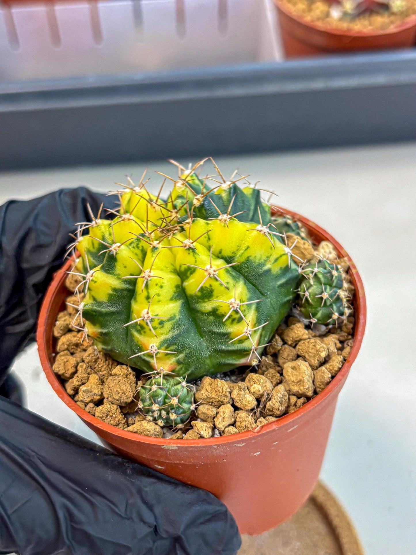 Gymnocalycium Sunflower (gy8) (r3) | Variegated cactus