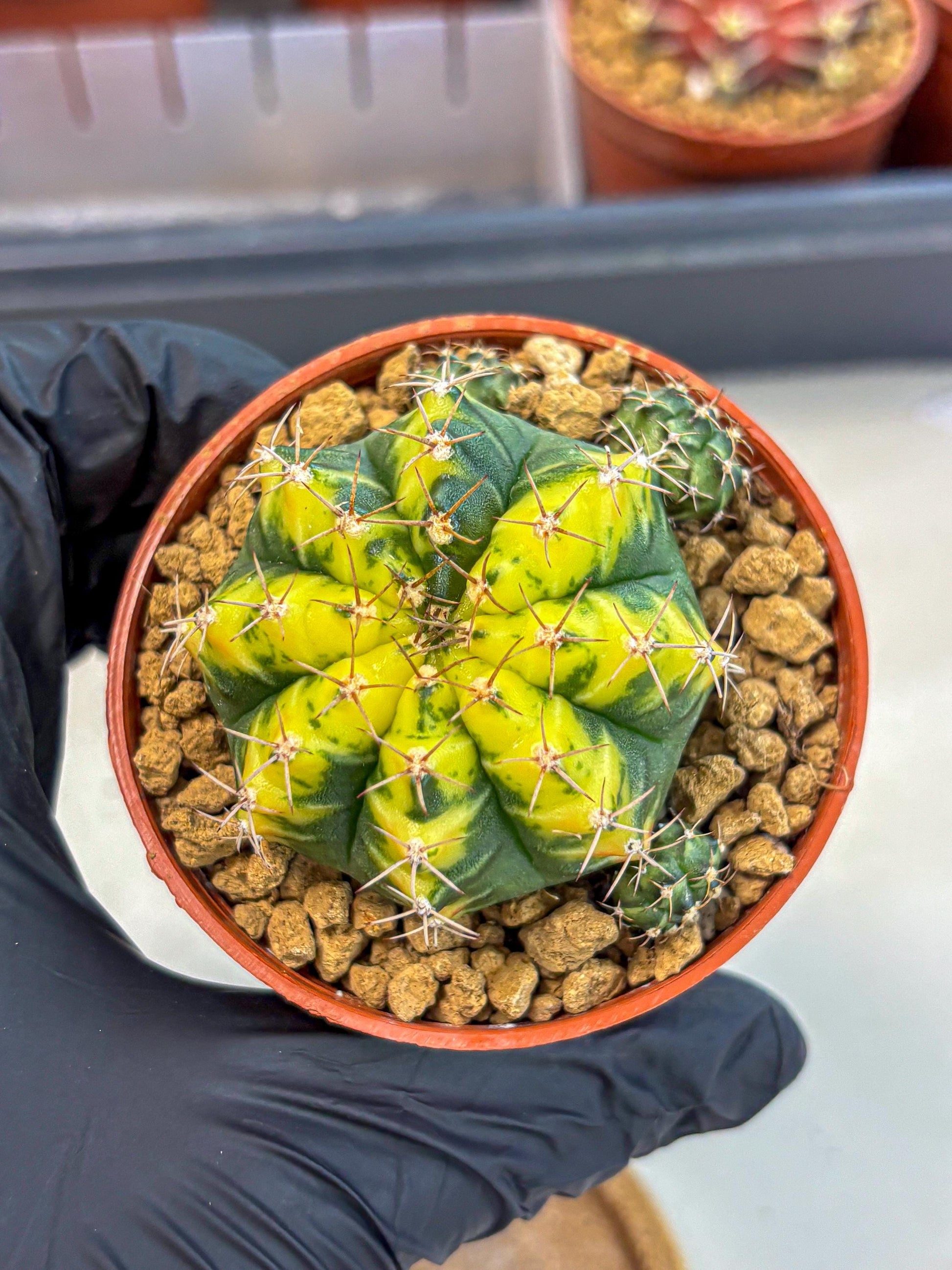Gymnocalycium Sunflower (gy8) (r3) | Variegated cactus