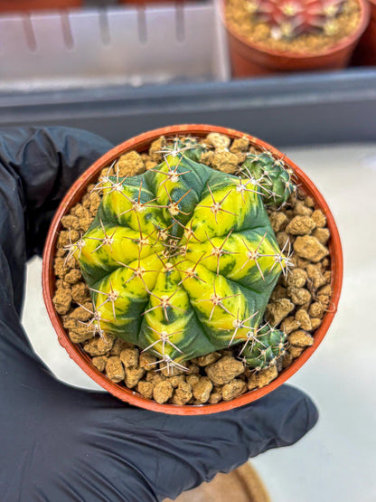 Gymnocalycium Sunflower (gy8) (r3) | Variegated cactus