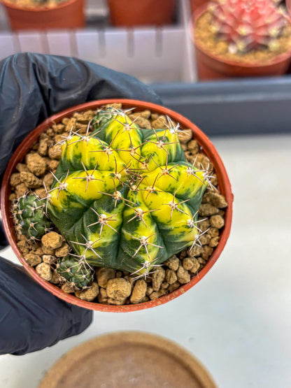 Gymnocalycium Sunflower (gy8) (r3) | Variegated cactus
