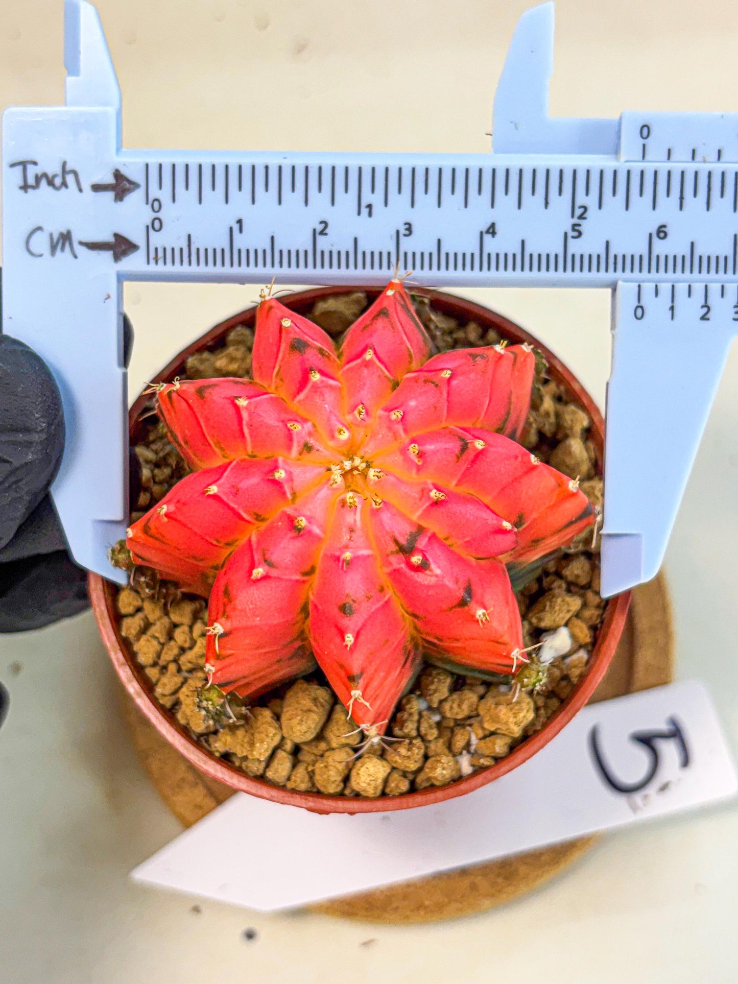 Gymnocalycium Mexican Cherry (gy8) (r5) | Special Hybrid cactus