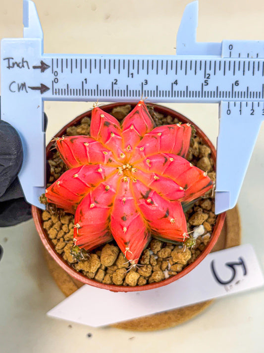 Gymnocalycium Mexican Cherry (gy8) (r5) | Special Hybrid cactus