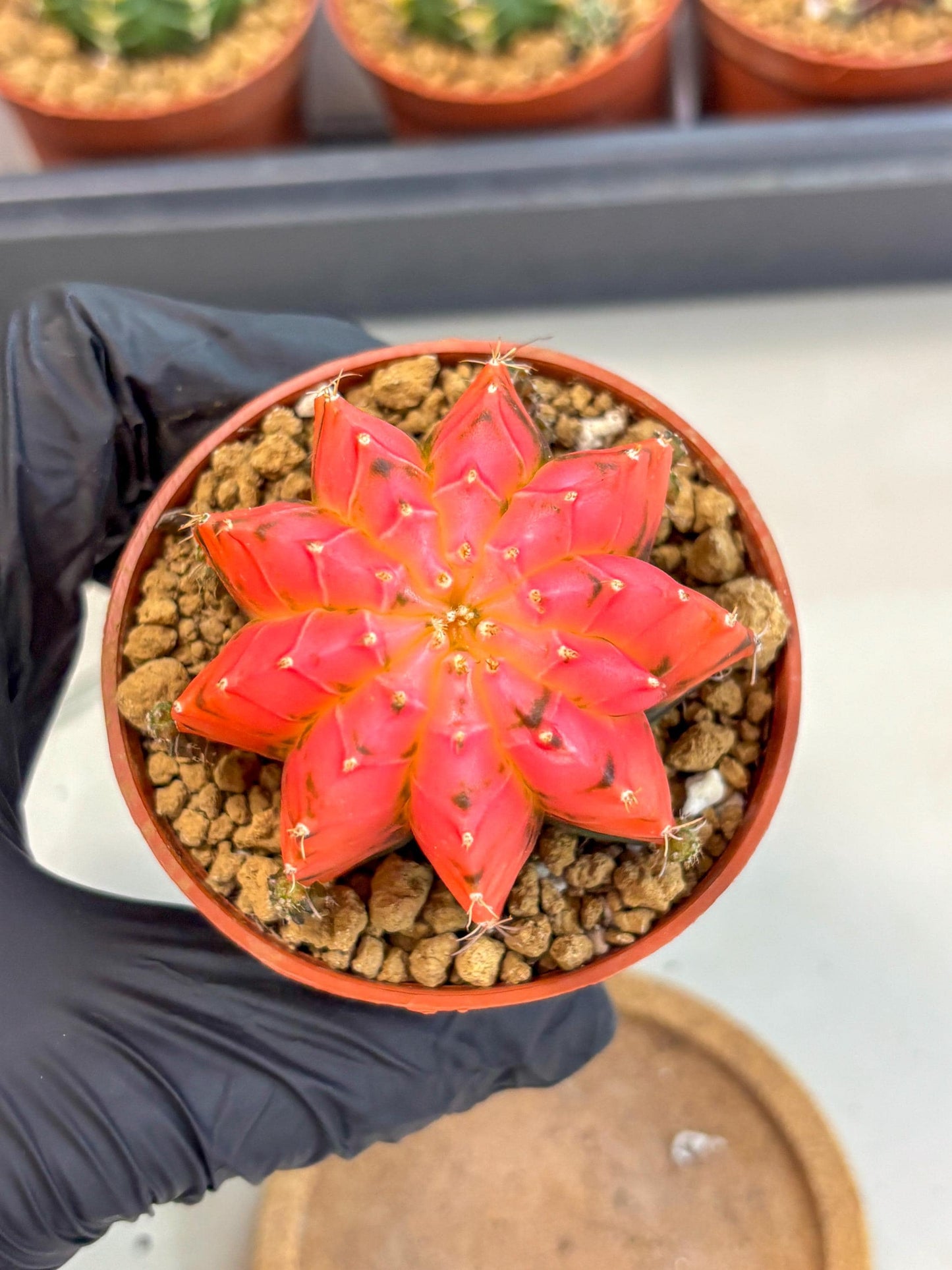 Gymnocalycium Mexican Cherry (gy8) (r5) | Special Hybrid cactus