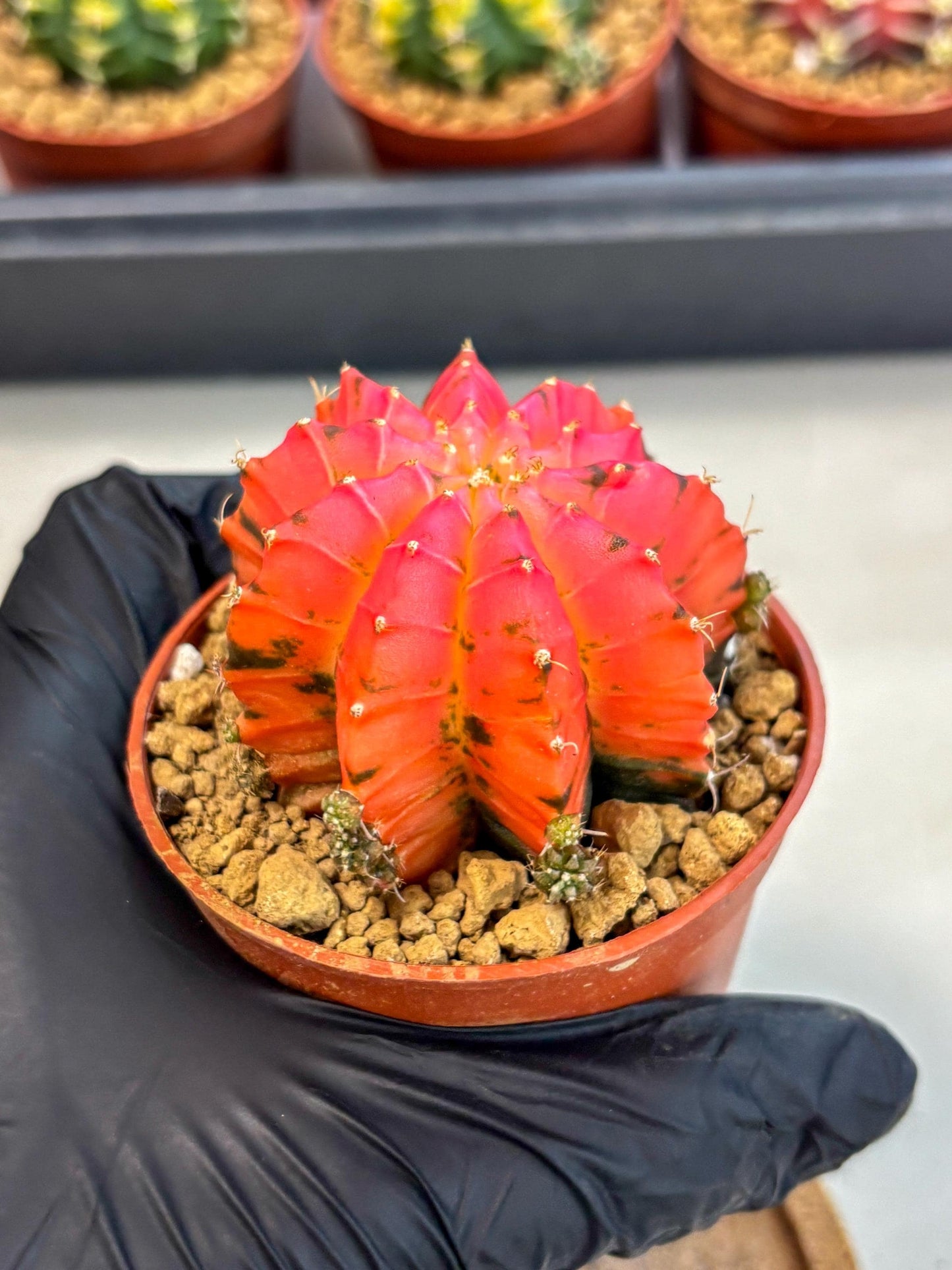 Gymnocalycium Mexican Cherry (gy8) (r5) | Special Hybrid cactus