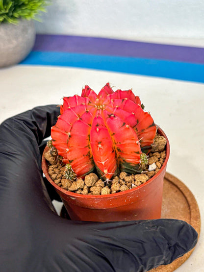 Gymnocalycium Mexican Cherry (gy8) (r5) | Special Hybrid cactus
