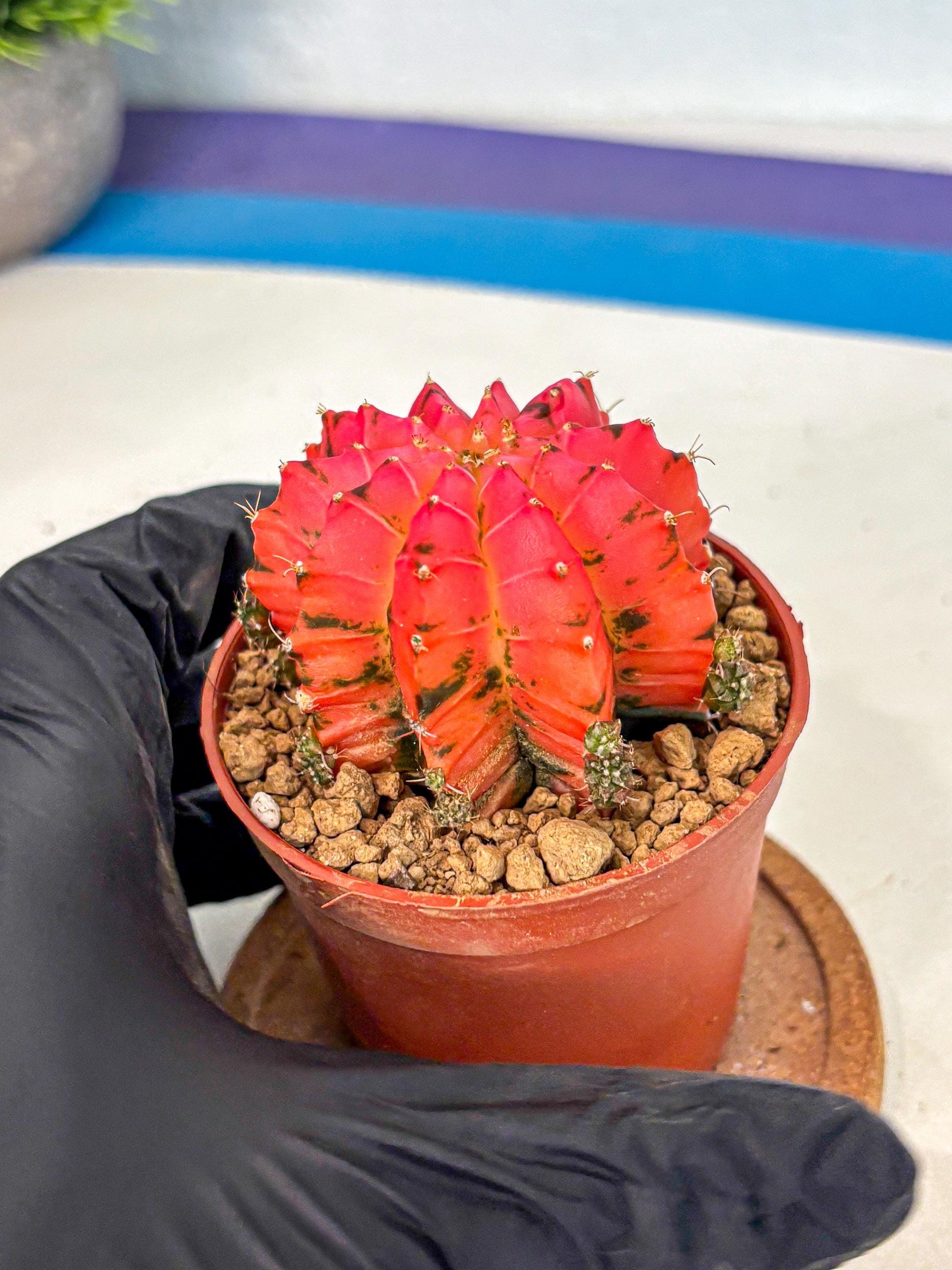 Gymnocalycium Mexican Cherry (gy8) (r5) | Special Hybrid cactus