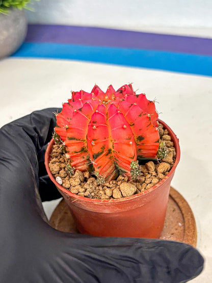 Gymnocalycium Mexican Cherry (gy8) (r5) | Special Hybrid cactus