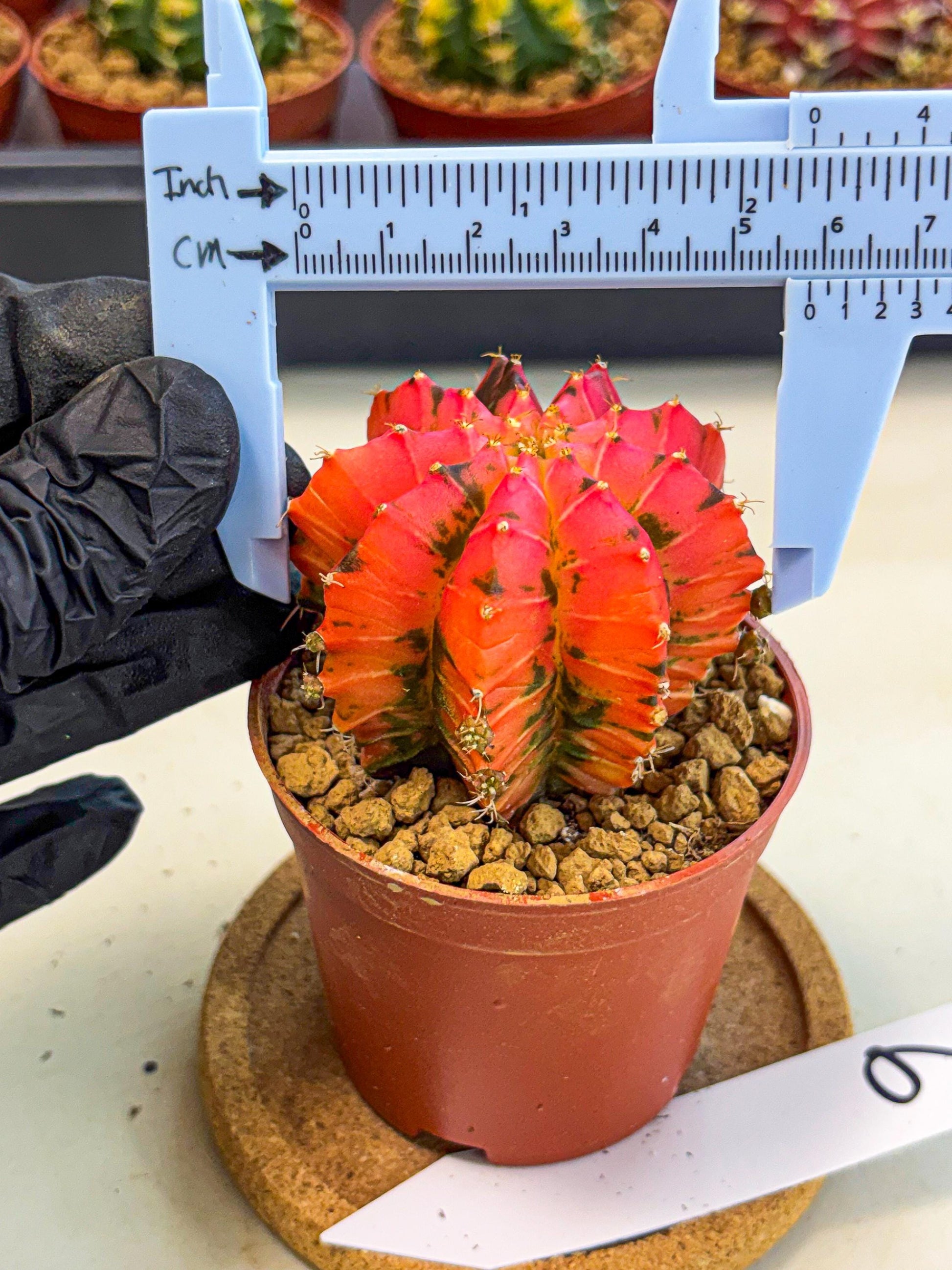 Gymnocalycium Mexican Cherry (gy8) (r6) | Special Hybrid cactus