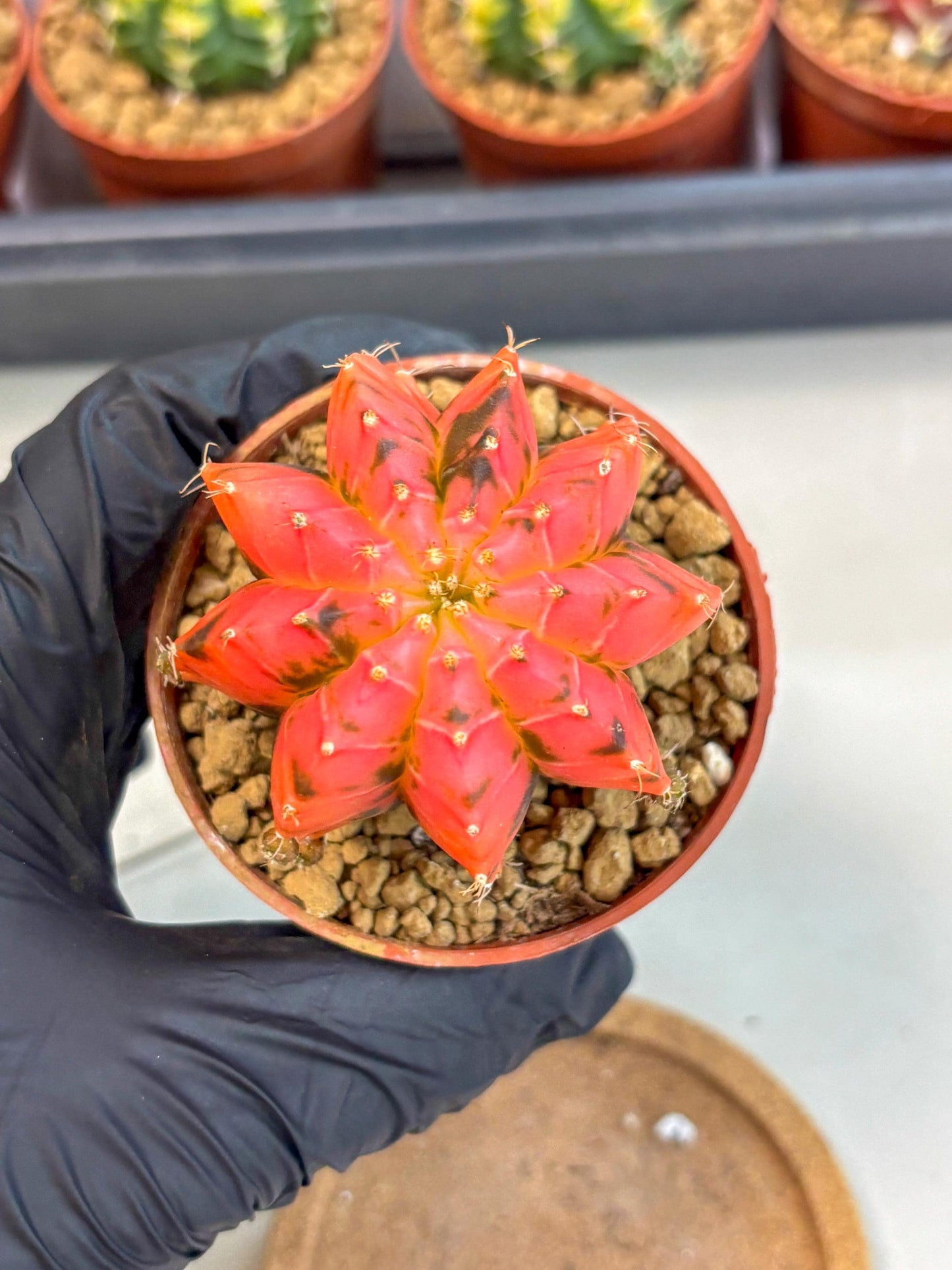 Gymnocalycium Mexican Cherry (gy8) (r6) | Special Hybrid cactus