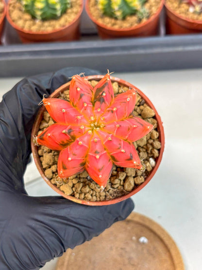 Gymnocalycium Mexican Cherry (gy8) (r6) | Special Hybrid cactus