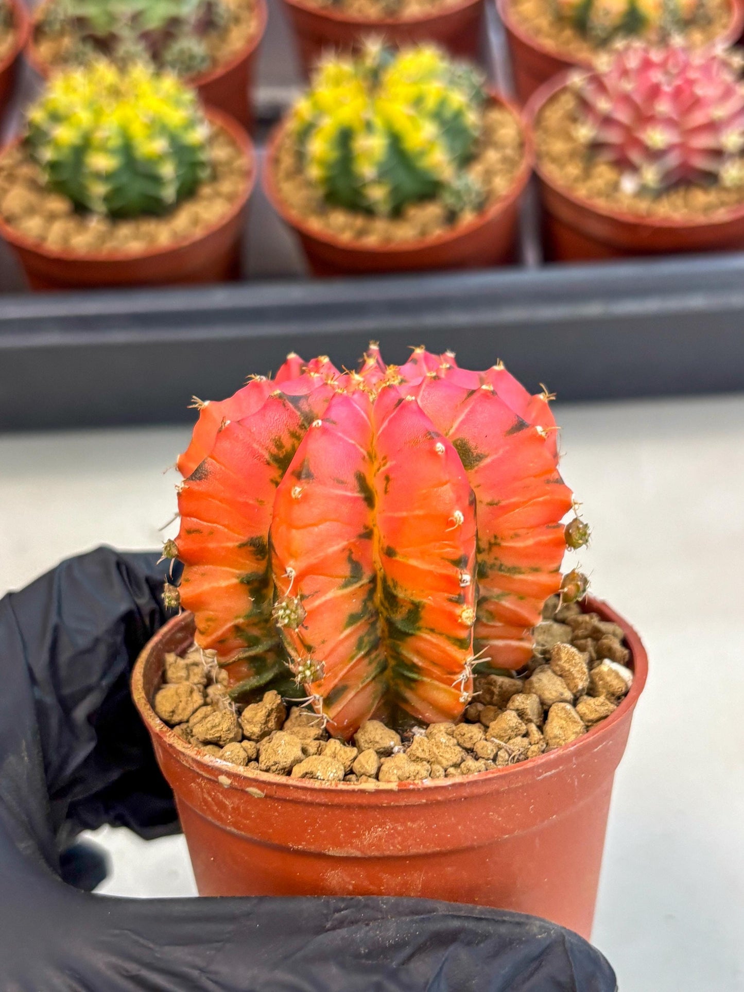 Gymnocalycium Mexican Cherry (gy8) (r6) | Special Hybrid cactus