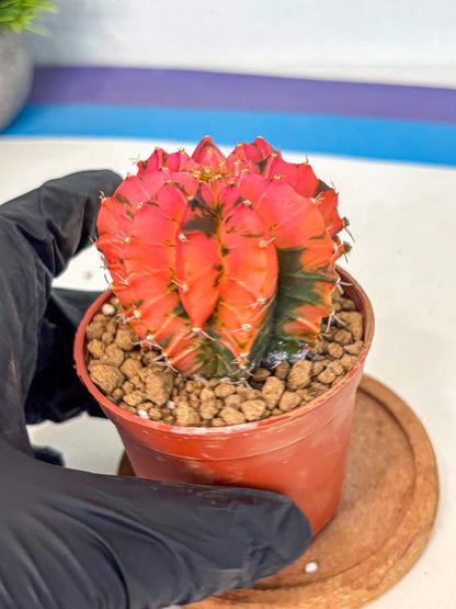 Gymnocalycium Mexican Cherry (gy8) (r6) | Special Hybrid cactus