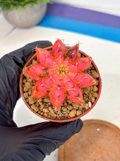 Gymnocalycium Mexican Cherry (gy8) (r6) | Special Hybrid cactus