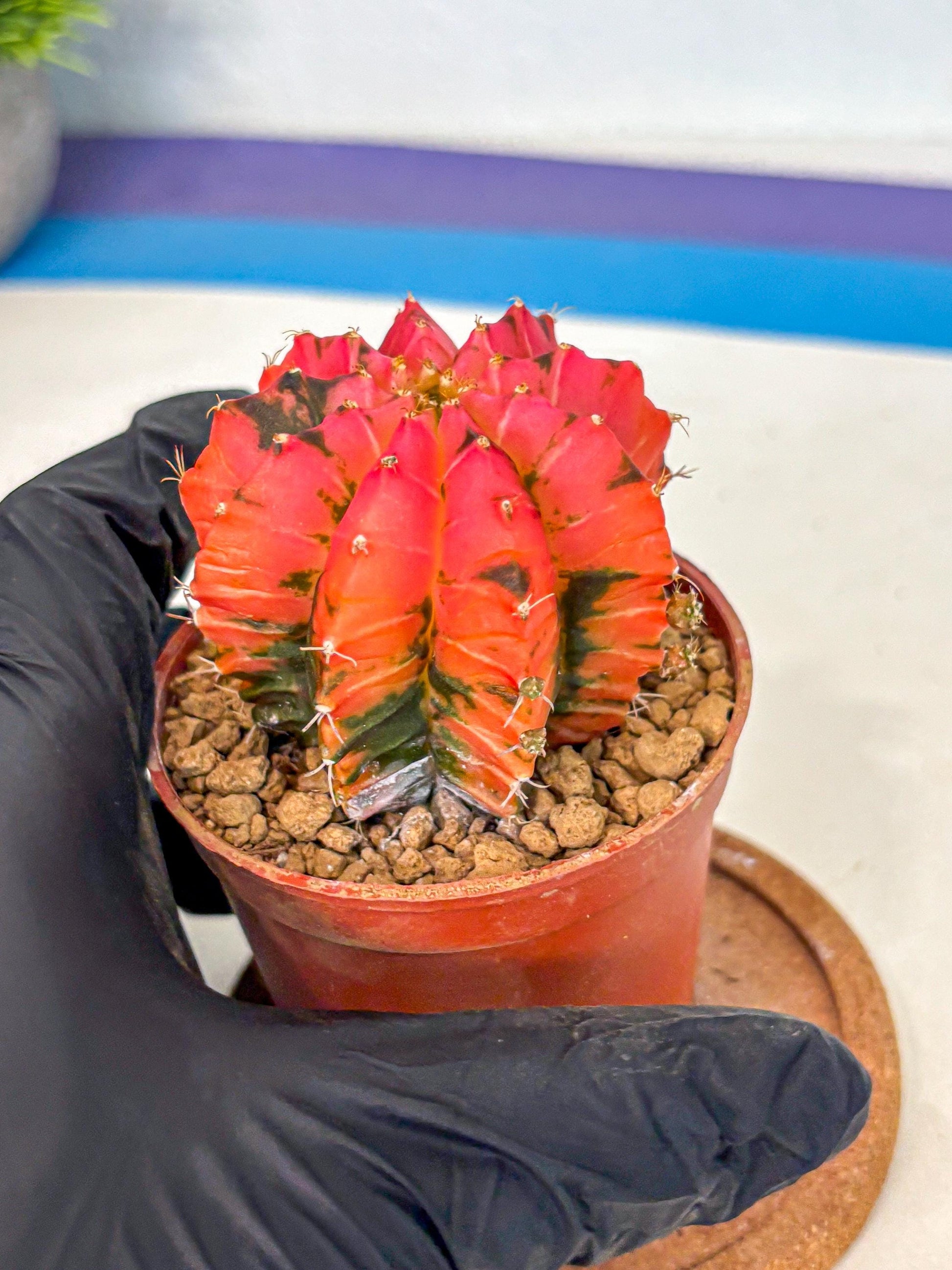 Gymnocalycium Mexican Cherry (gy8) (r6) | Special Hybrid cactus