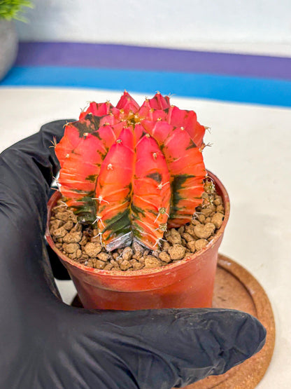Gymnocalycium Mexican Cherry (gy8) (r6) | Special Hybrid cactus