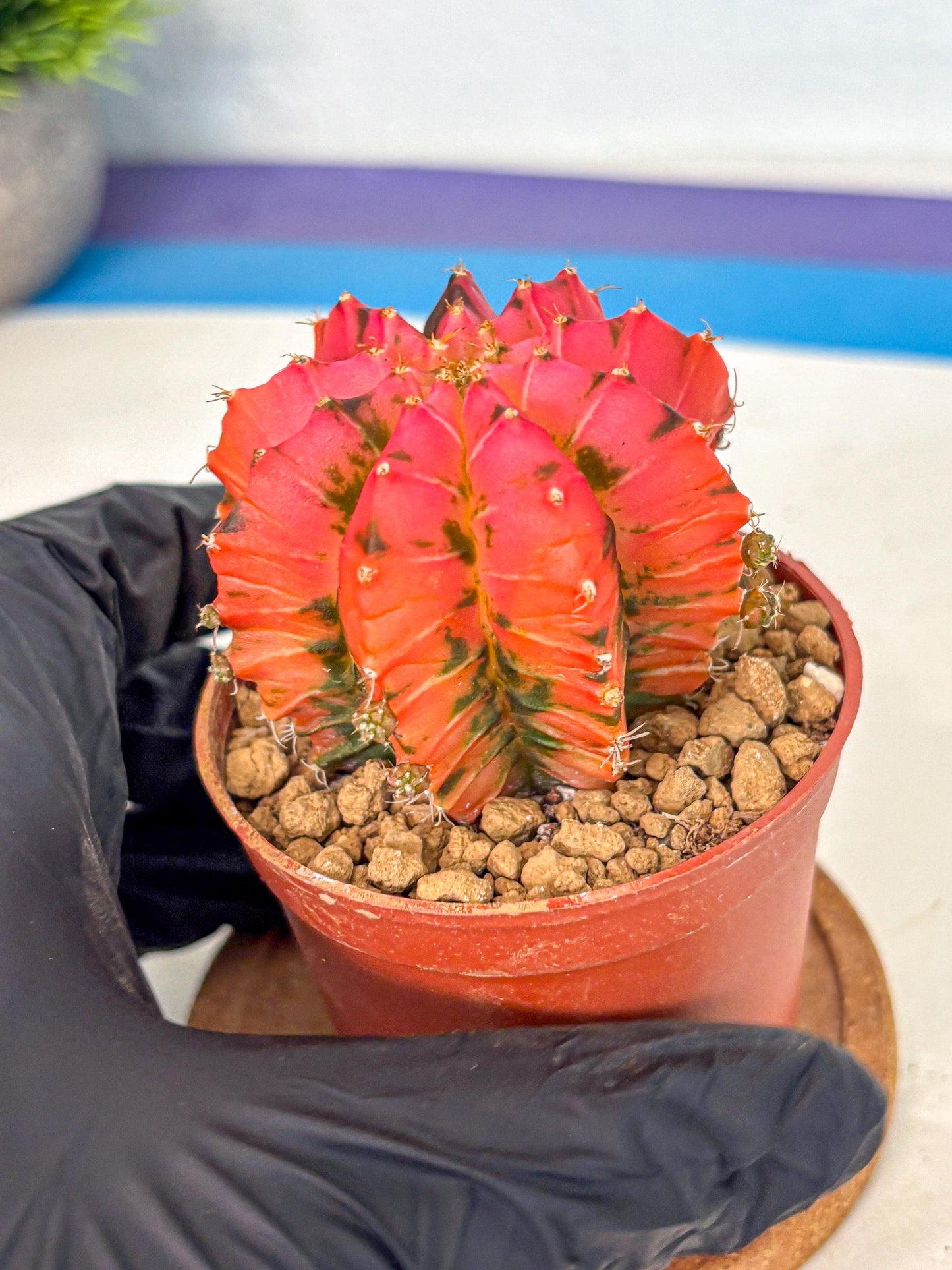Gymnocalycium Mexican Cherry (gy8) (r6) | Special Hybrid cactus