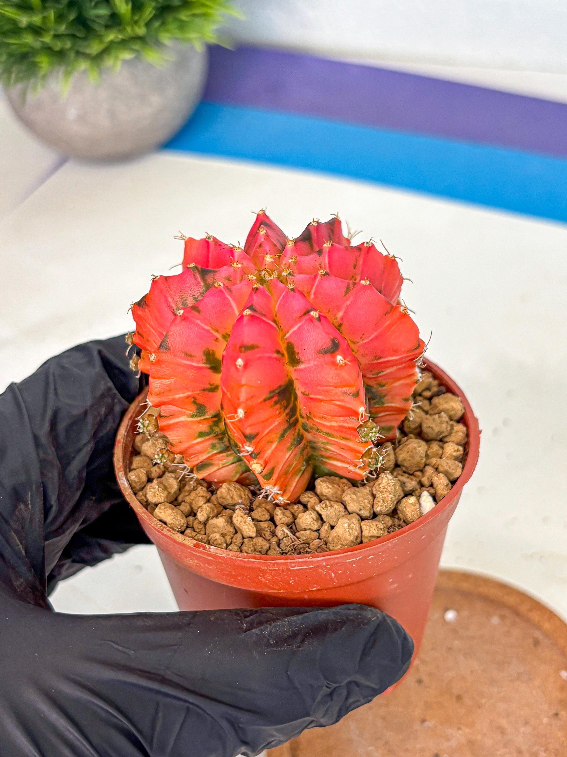Gymnocalycium Mexican Cherry (gy8) (r6) | Special Hybrid cactus