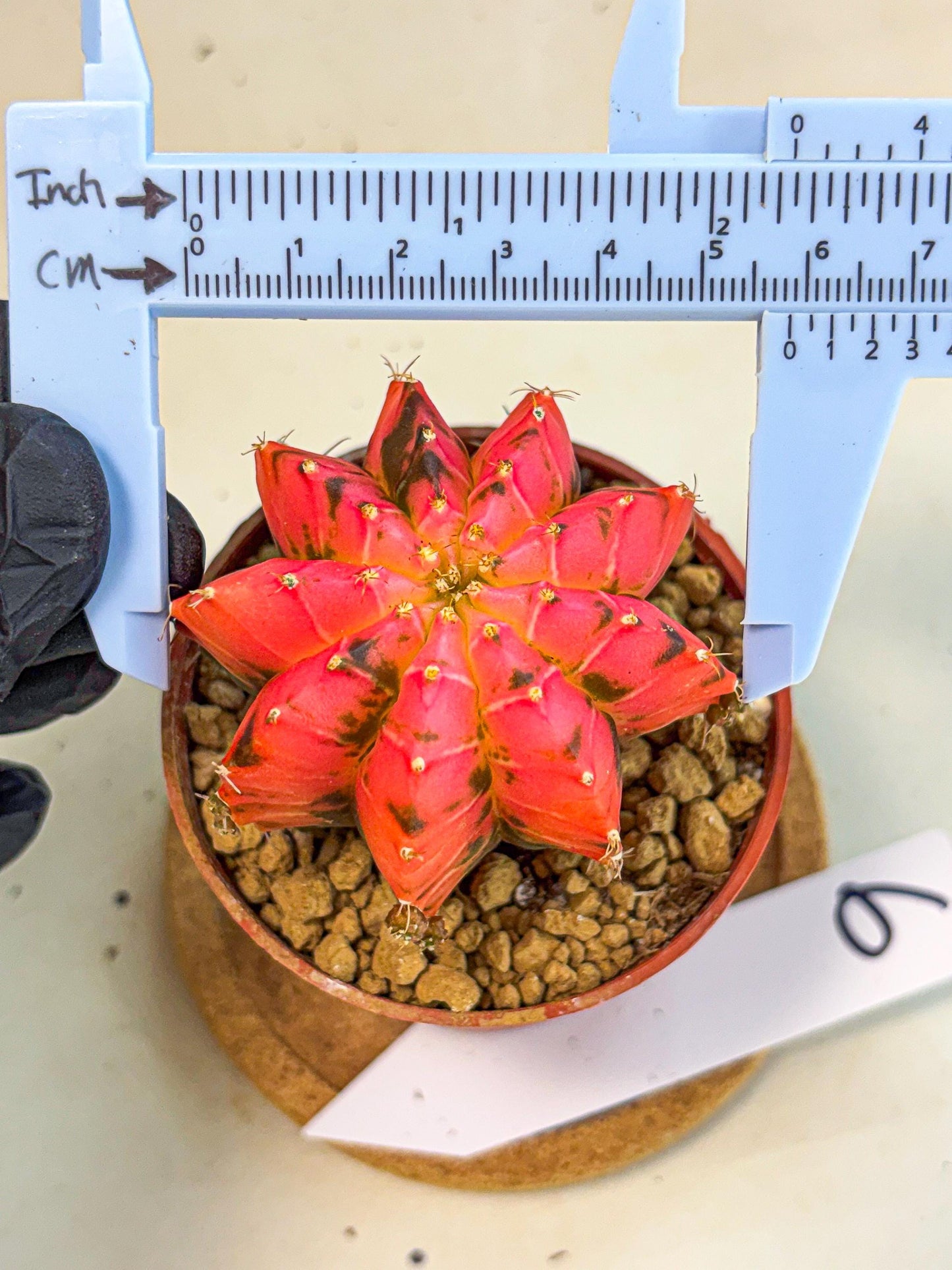 Gymnocalycium Mexican Cherry (gy8) (r6) | Special Hybrid cactus
