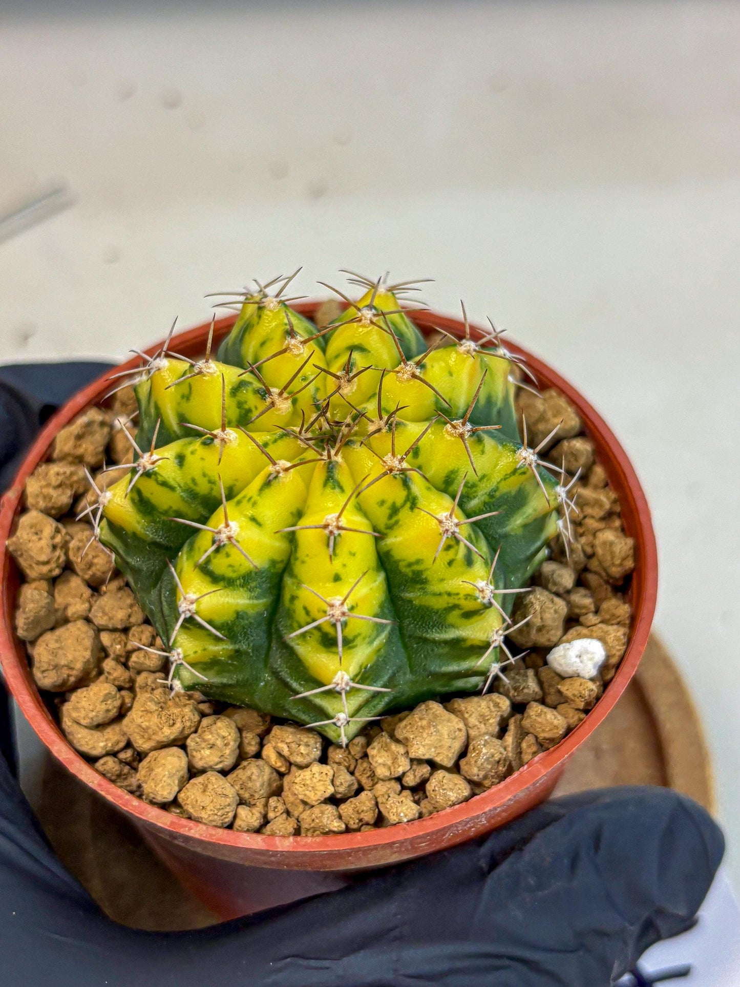 Gymnocalycium Sunflower (gy8) (r4) | Variegated cactus