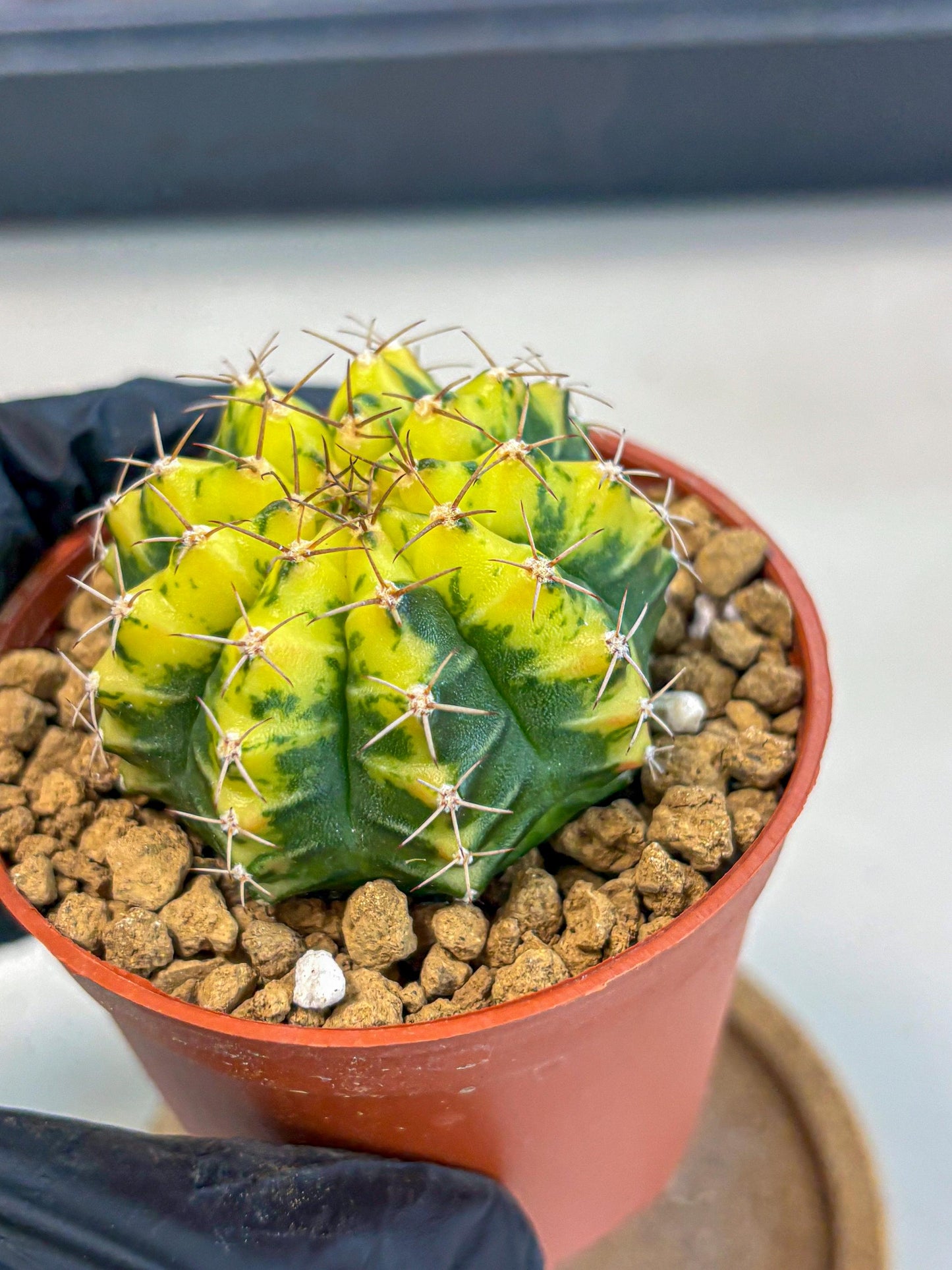 Gymnocalycium Sunflower (gy8) (r4) | Variegated cactus