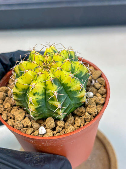 Gymnocalycium Sunflower (gy8) (r4) | Variegated cactus