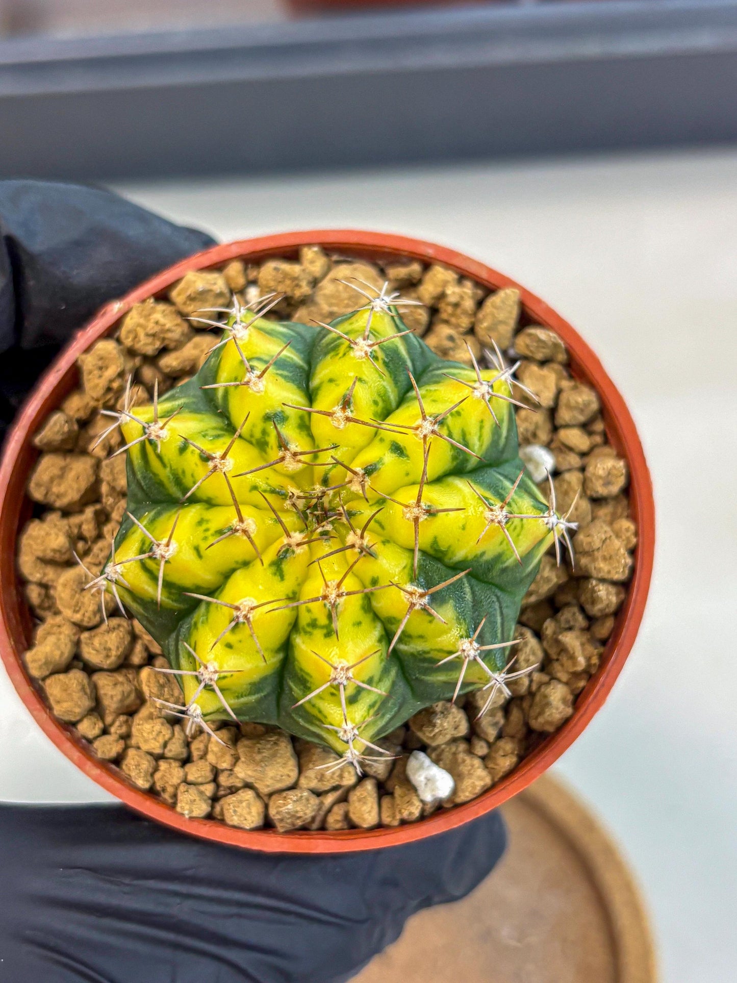 Gymnocalycium Sunflower (gy8) (r4) | Variegated cactus