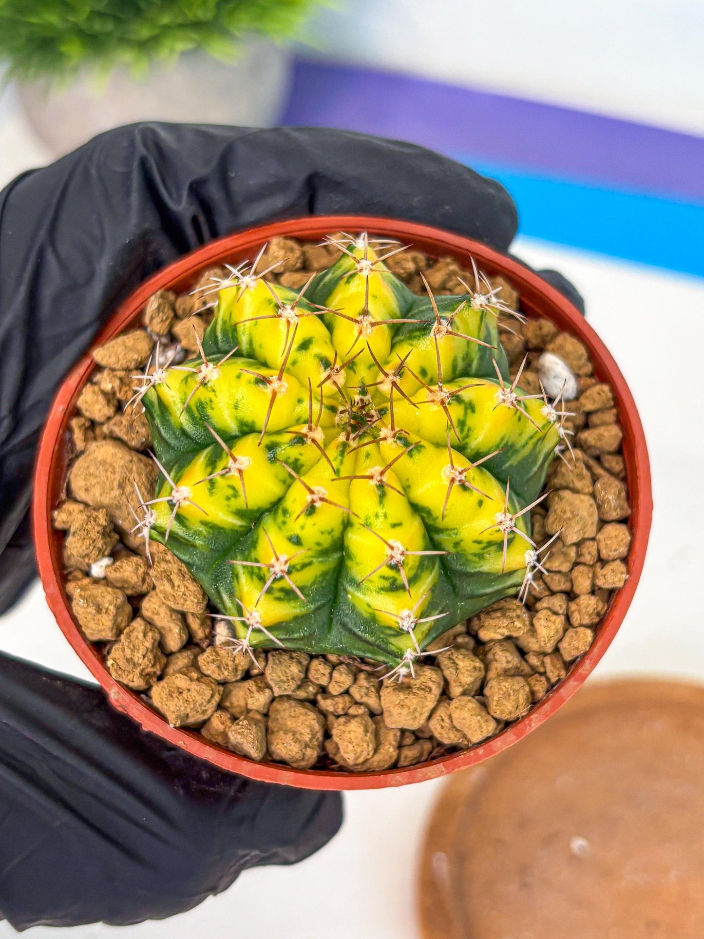 Gymnocalycium Sunflower (gy8) (r4) | Variegated cactus