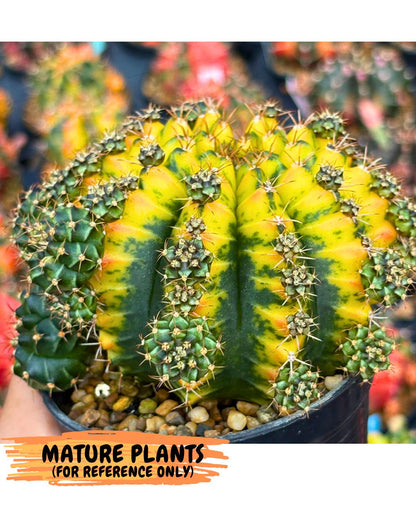 Gymnocalycium Sunflower (gy8) (r4) | Variegated cactus