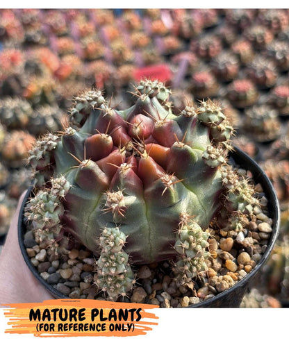 Gymnocalycium Sweet Green (gy8) (p4) | Variegated cactus