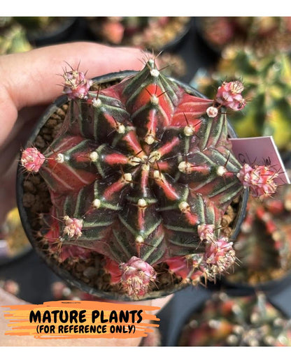 Gymnocalycium Garnet (gy5) (14) | Variegated cactus