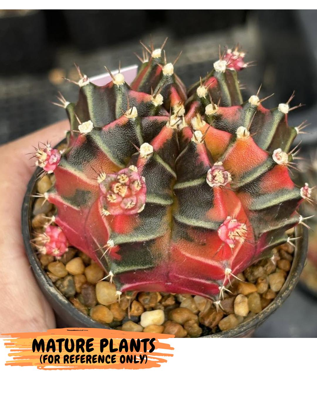 Gymnocalycium Garnet (gy5) (14) | Variegated cactus