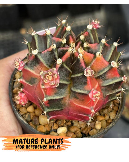 Gymnocalycium Garnet (gy5) (14) | Variegated cactus
