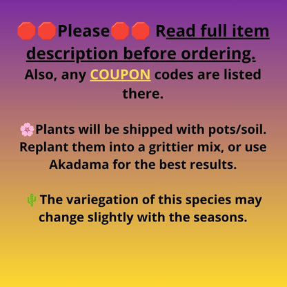 Haworthia Stabilo (wa2) (p5) | Rare Succulent