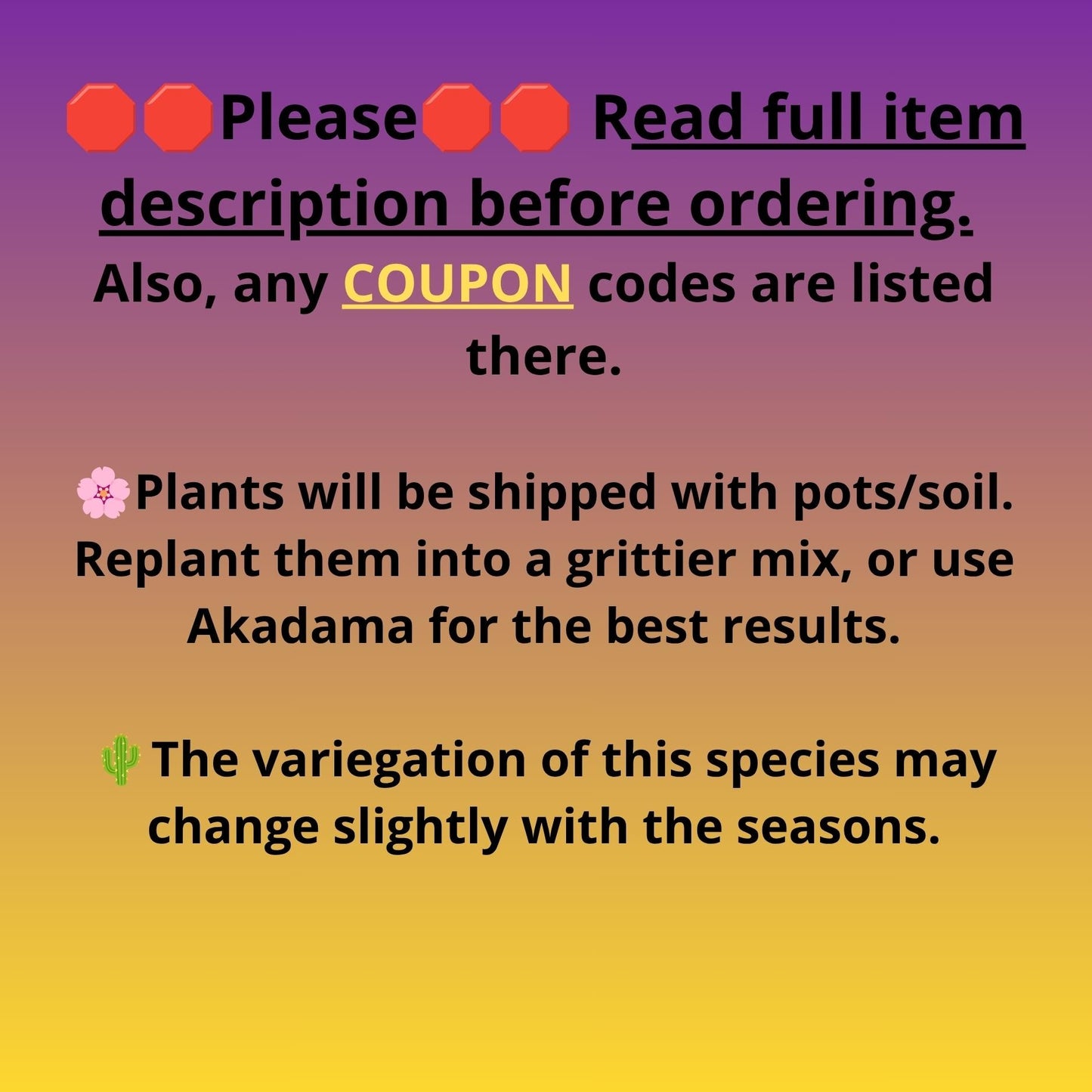 Haworthia Aboukyuu (wa2) (r2) | Rare Succulent
