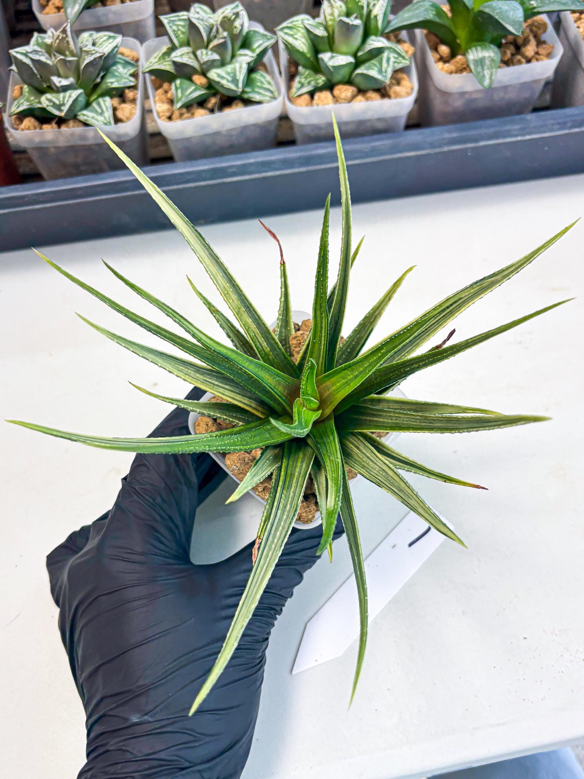 Haworthia Aura (wa2) (p1) | Rare Succulent