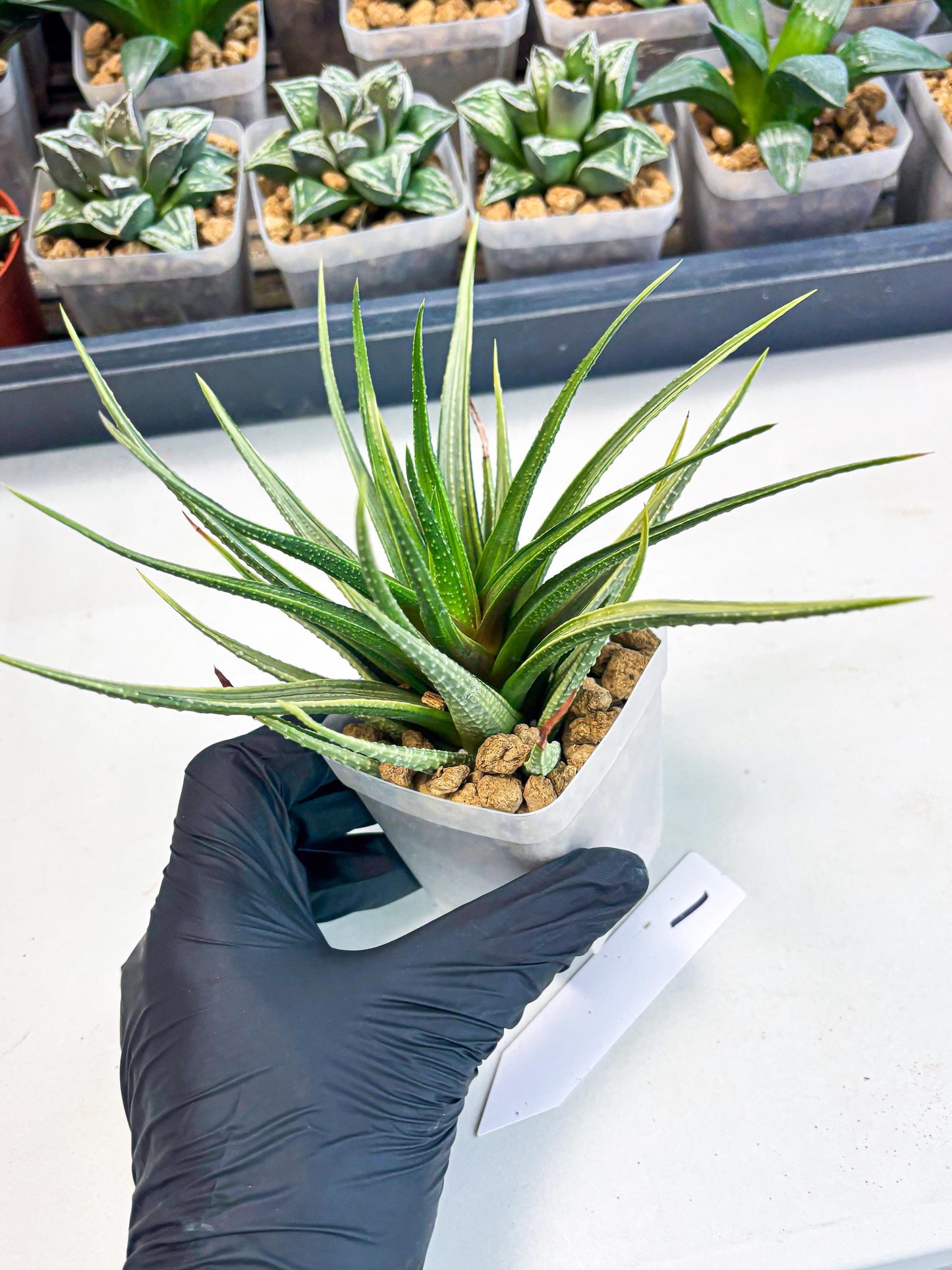 Haworthia Aura (wa2) (p1) | Rare Succulent