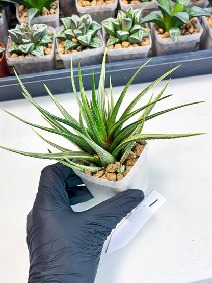 Haworthia Aura (wa2) (p1) | Rare Succulent