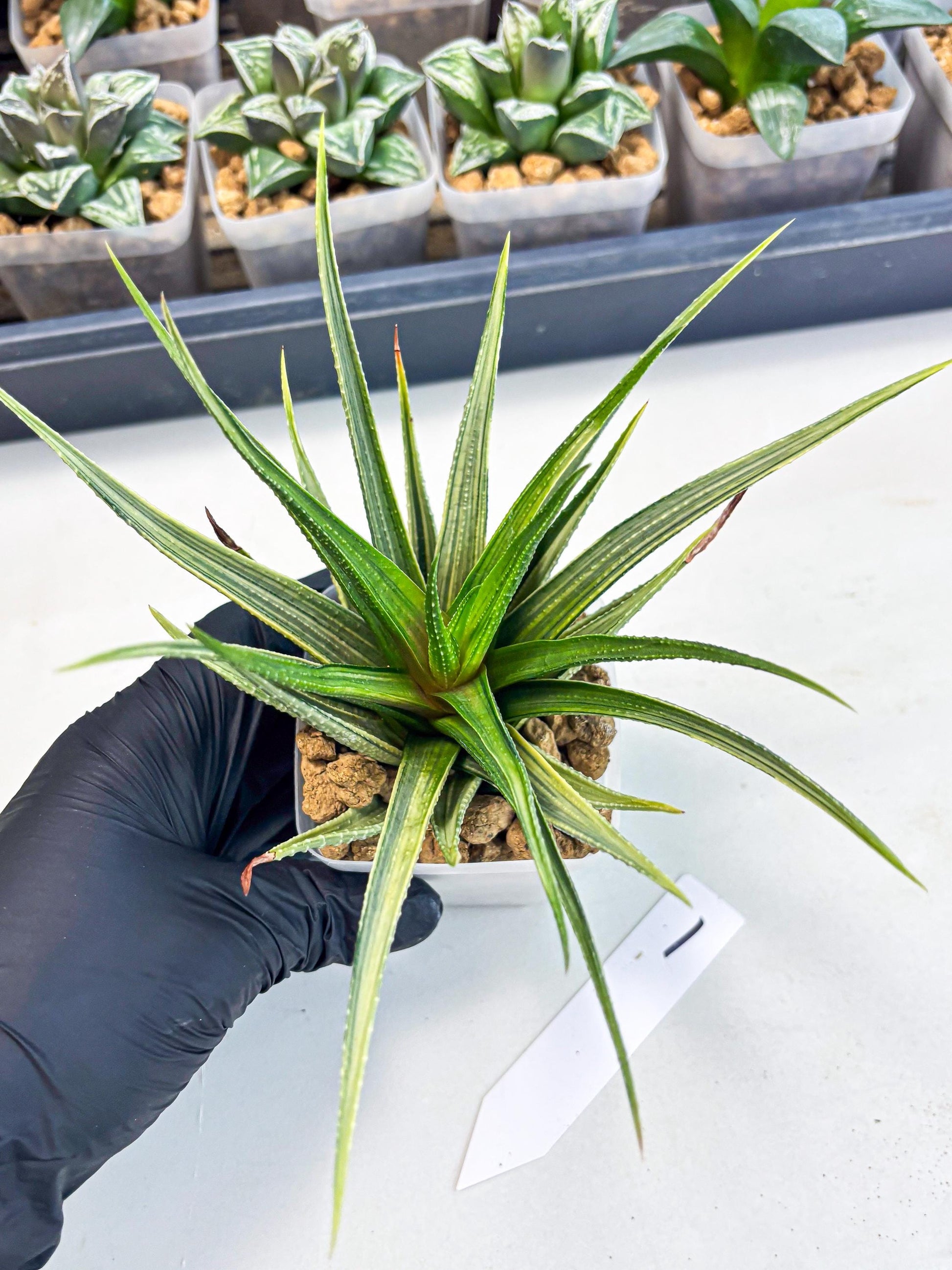Haworthia Aura (wa2) (p1) | Rare Succulent