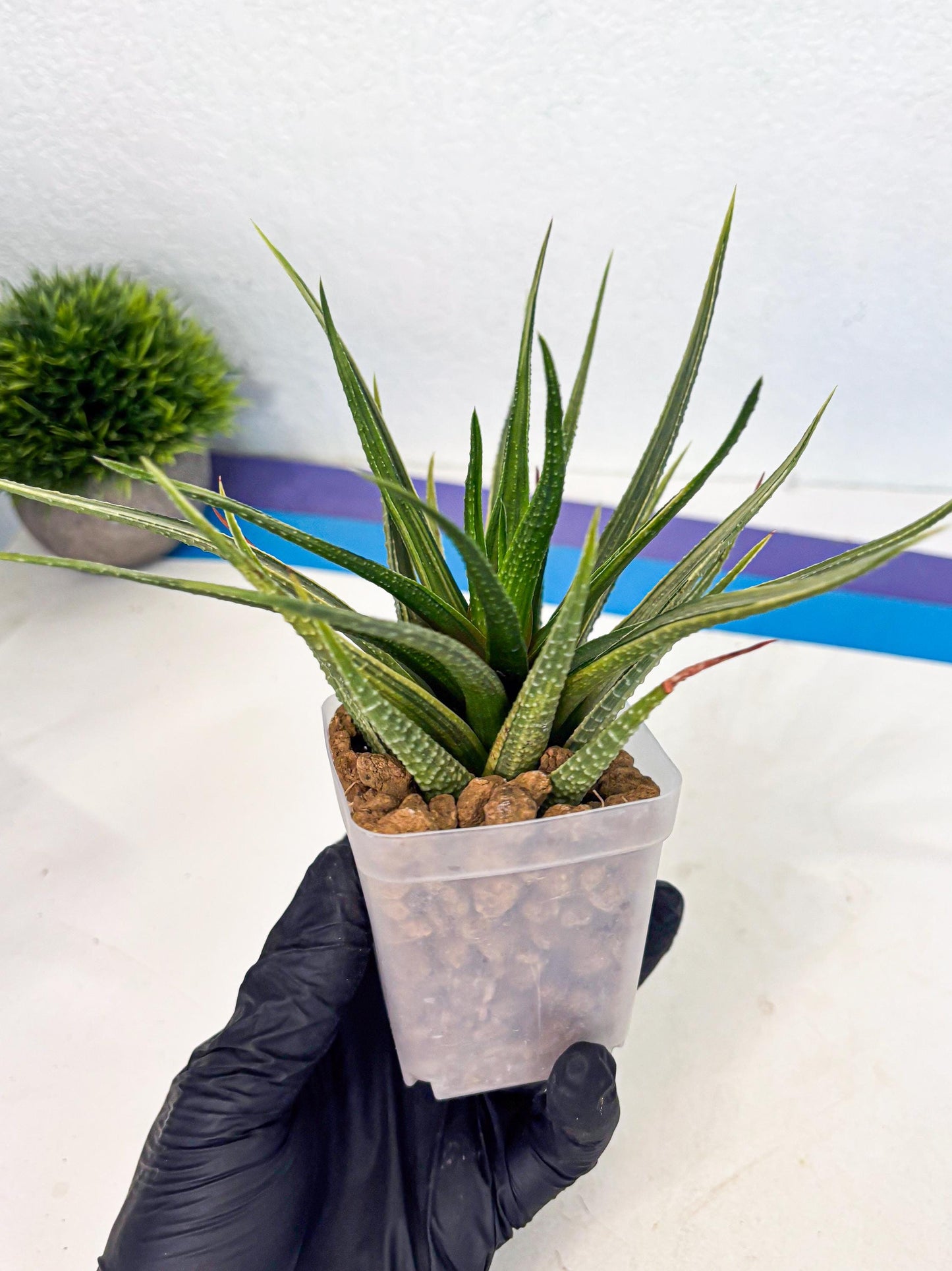 Haworthia Aura (wa2) (p1) | Rare Succulent