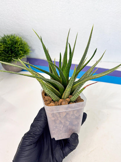 Haworthia Aura (wa2) (p1) | Rare Succulent