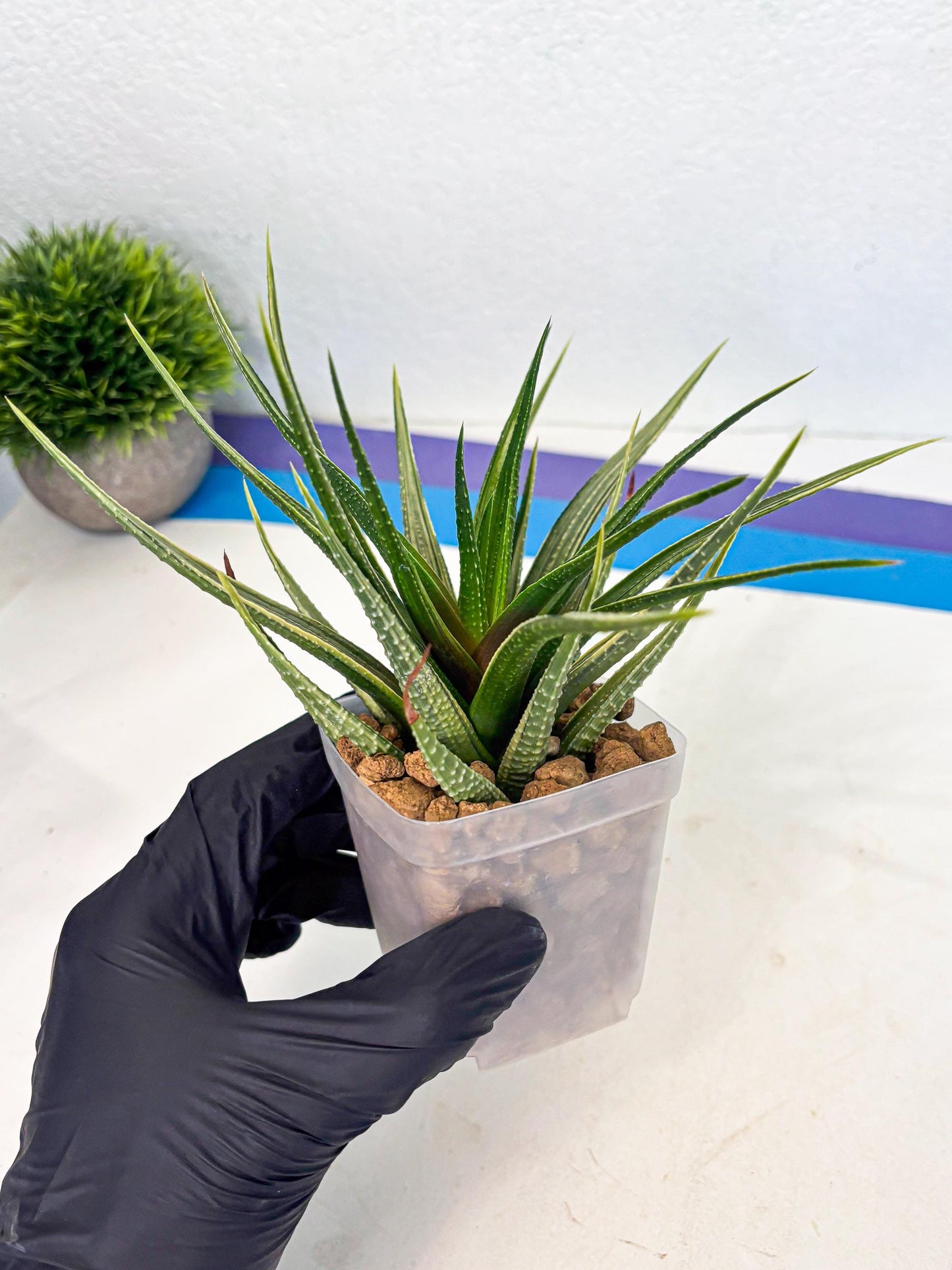 Haworthia Aura (wa2) (p1) | Rare Succulent