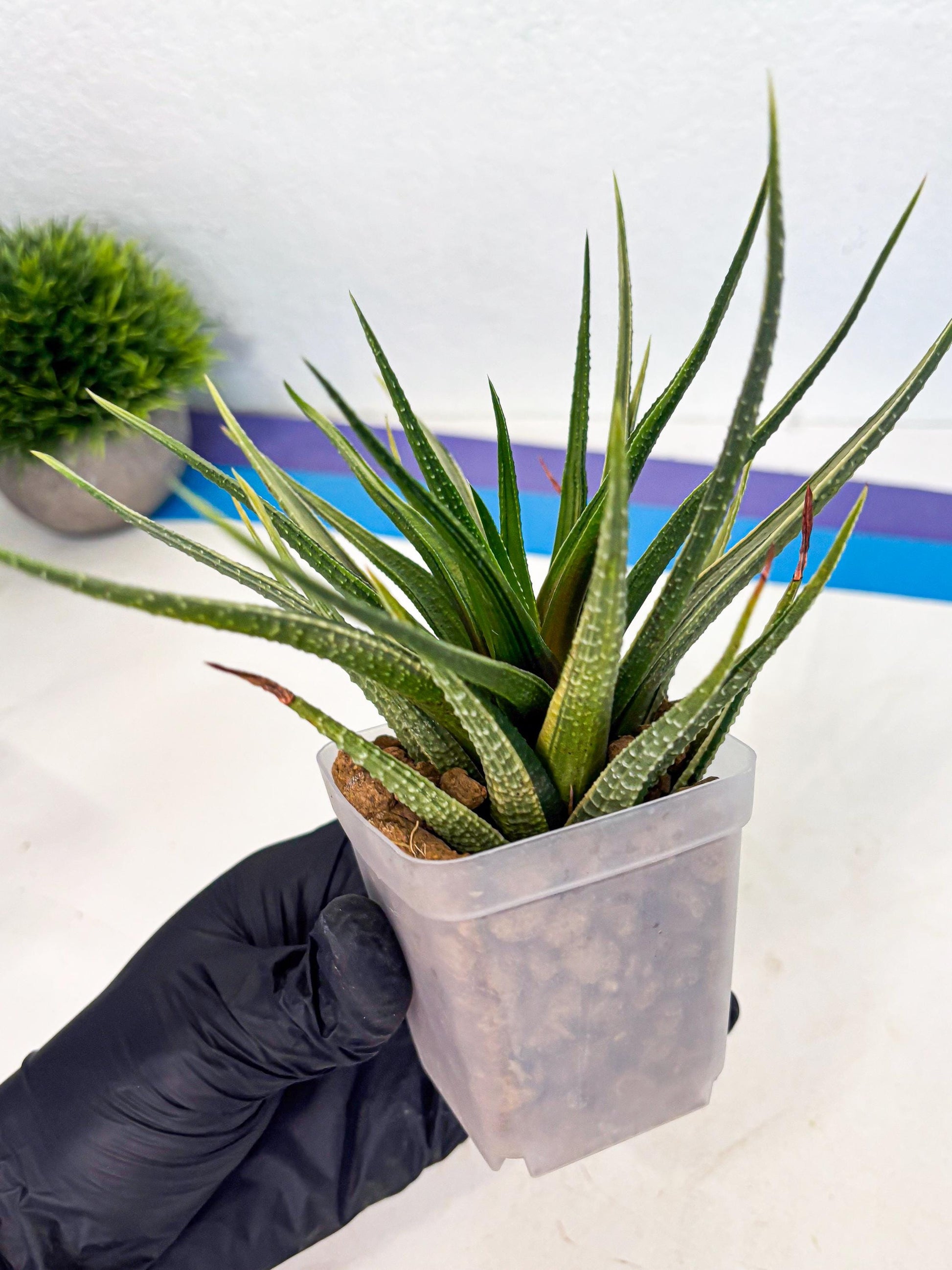 Haworthia Aura (wa2) (p1) | Rare Succulent