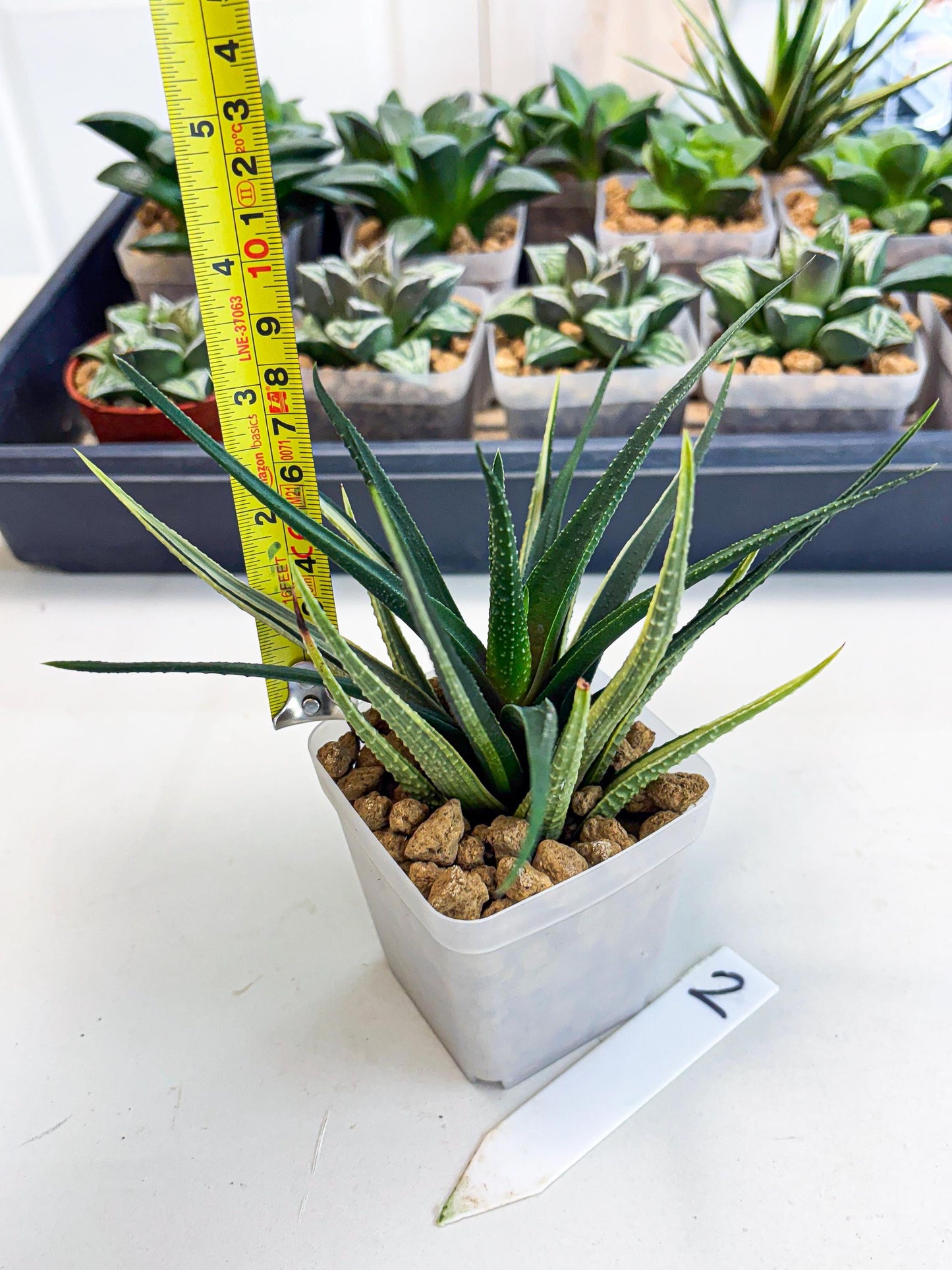 Haworthia Aura (wa2) (p2) | Rare Succulent